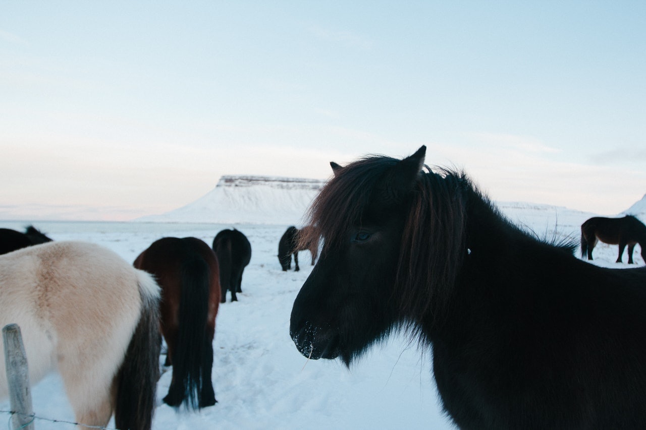 Iceland winter road trip - Kirkjufellsfoss Horses - by Conscious by Chloé