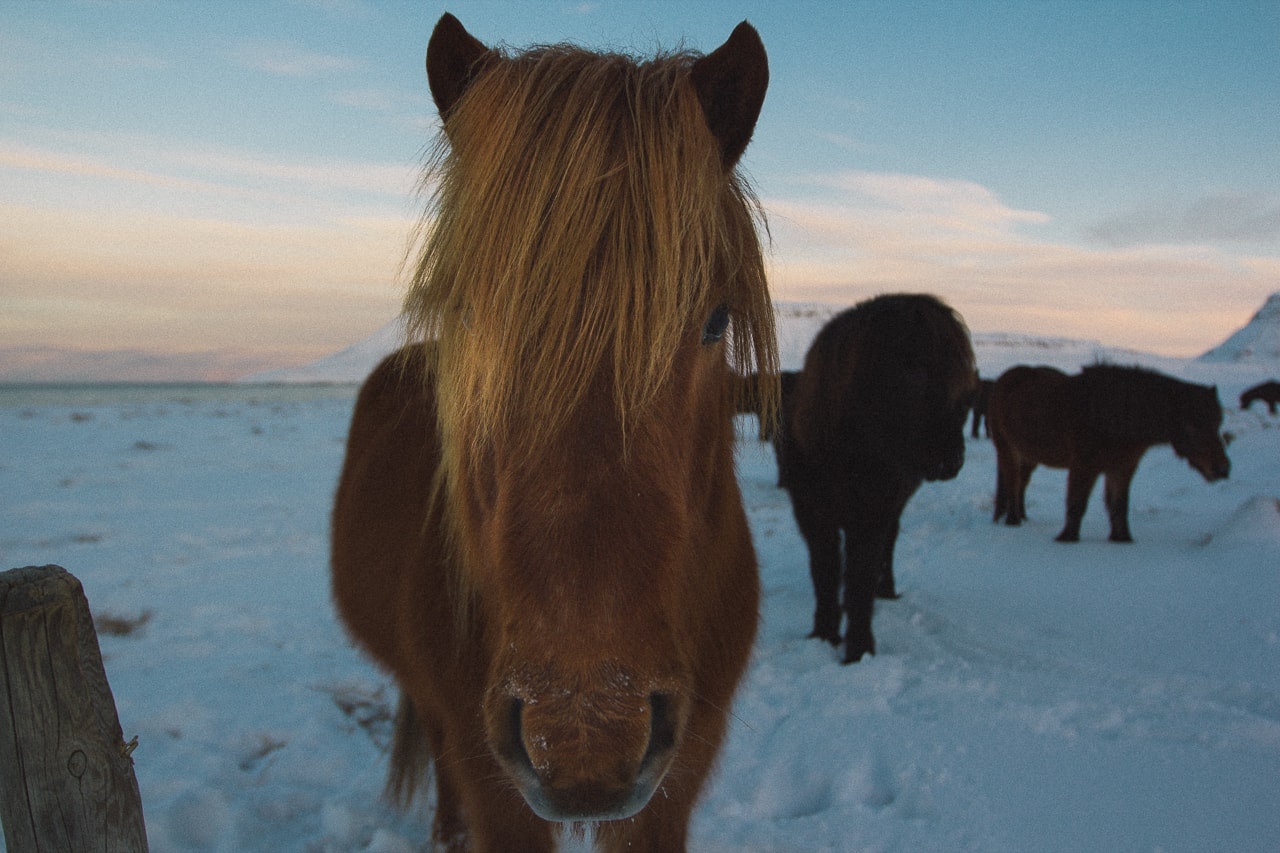 Iceland winter road trip - Kirkjufellsfoss Horses - by Conscious by Chloé