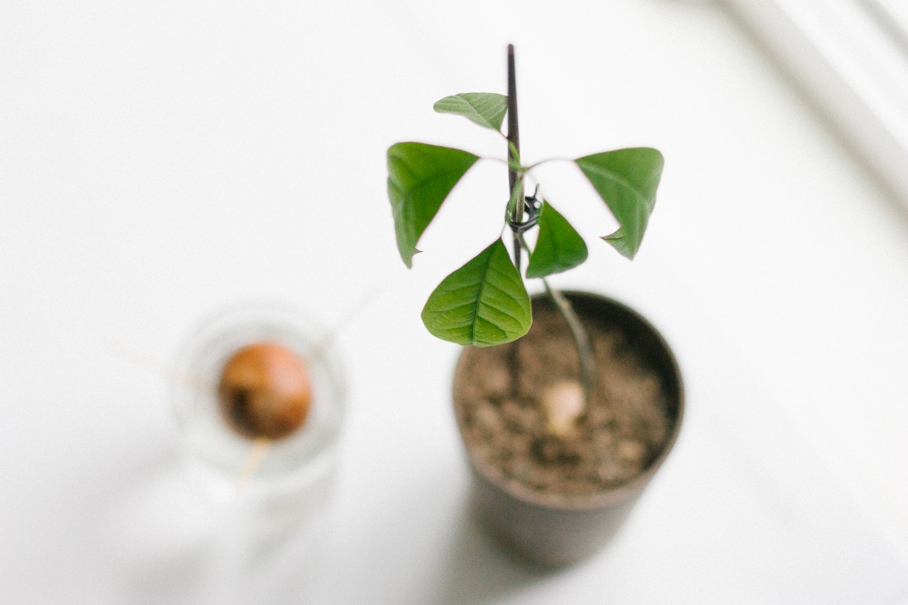 Avocado Tree Growing by Conscious by Chloé