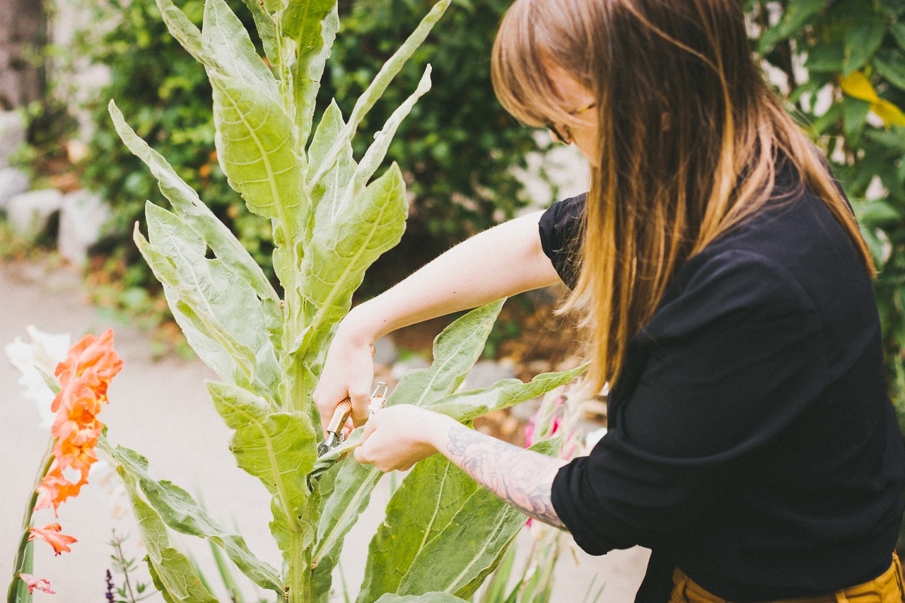 Urban Foraging for Mullein by Conscious by Chloé