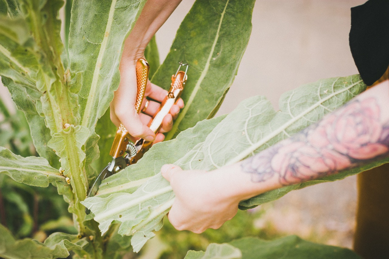 Urban Foraging for Mullein by Conscious by Chloé