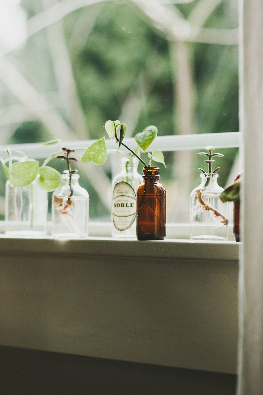 Propagating Plants on Window Sill by Conscious by Chloé