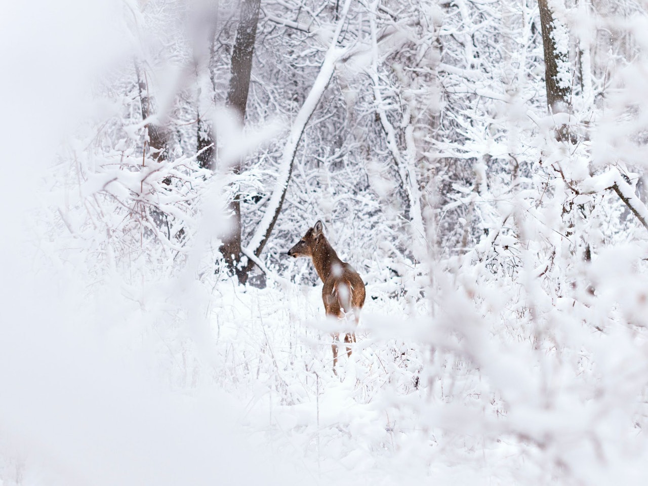 Deer in the Snow by Aaron Huber for Conscious by Chloé
