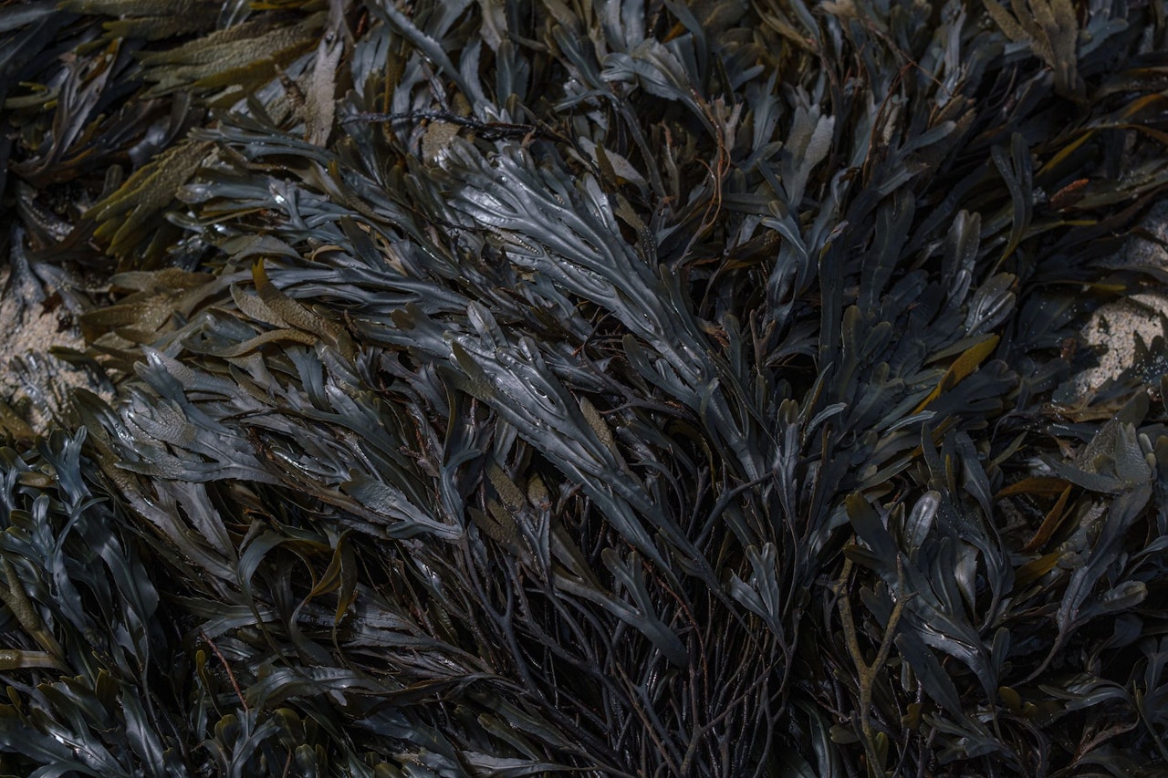conscious-by-chloe-seaweed