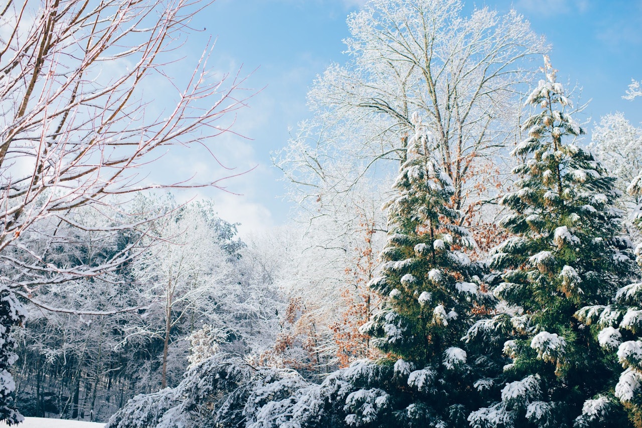 Winter Landscape for Conscious by Chloé