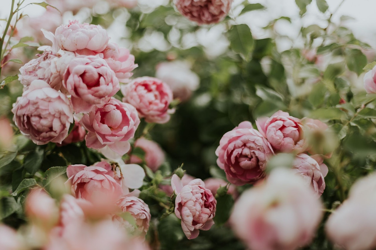 Peonies for Conscious by Chloé