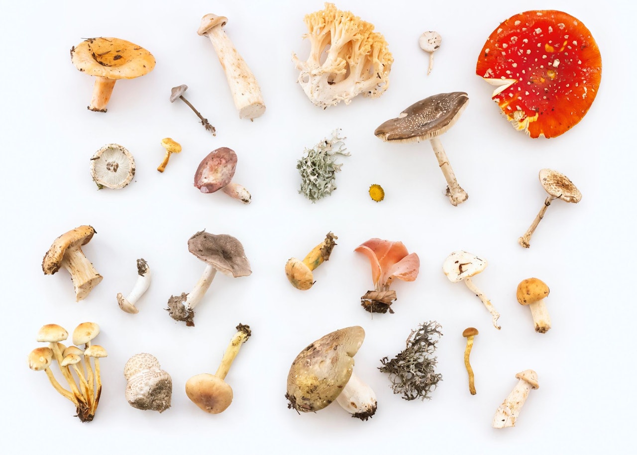 Mushrooms for Conscious by Chloé